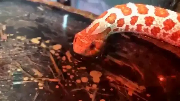 آیا تابحال آب خوردن یک مار را دیده اید؟ +فیلم 