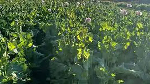 کشف عجیب یک میلیون مواد مخدر در جزیره مصری