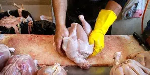 قیمت مرغ ارزان می شود؟