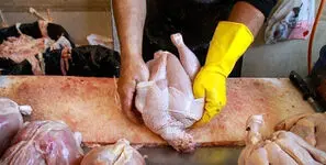 قیمت جدید مرغ در بازار اعلام شد