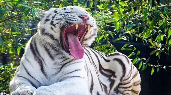 فیلم حمله خونین  ببر به گزارشگر تلویزیون ایران 