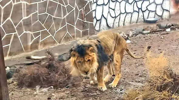 ‏شیر باغ وحش متروکه سیرجان تلف شد / علت چیست؟