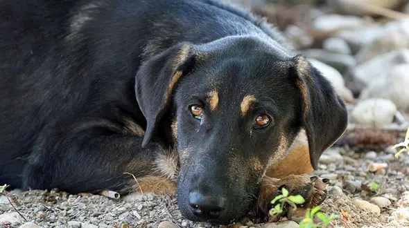 تشکر سگ از مردی که سرش را از داخل بطری خارج کرد + فیلم