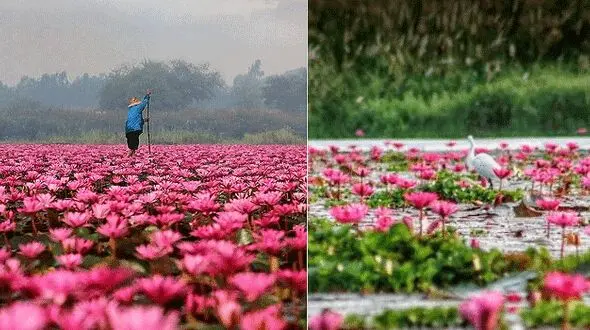 دریاچه نیلوفرهای قرمز رویایی در تایلند +عکس 