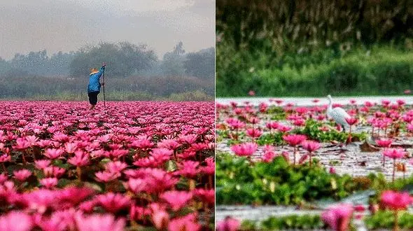 دریاچه نیلوفرهای قرمز رویایی در تایلند +عکس 