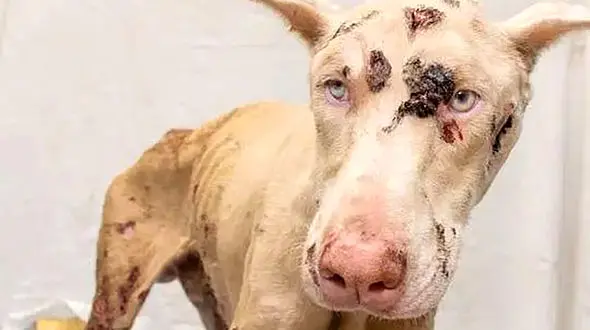 صحنه دردناک از شکنجه یک سگ توسط صاحبش + فیلم / امریکا