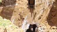 مخفیگاه خرس قهوه ای در مزرعه پرورش مرغ / کارگران هنگام حفر زمین این حیوان را دیدند + فیلم و عکس از لحظه حادثه