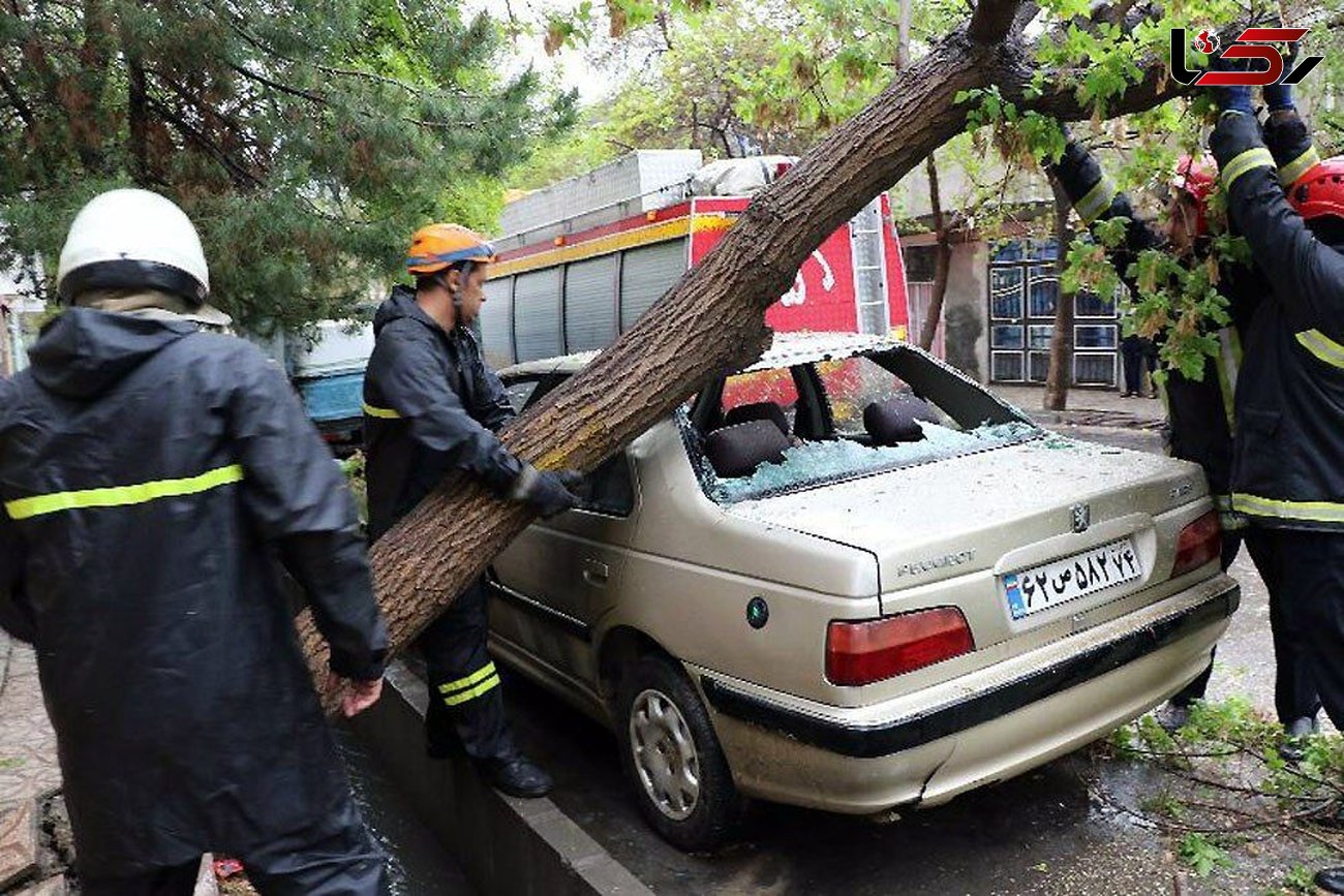 وزش باد شدید 74 درخت در مشهد را نابود کرد