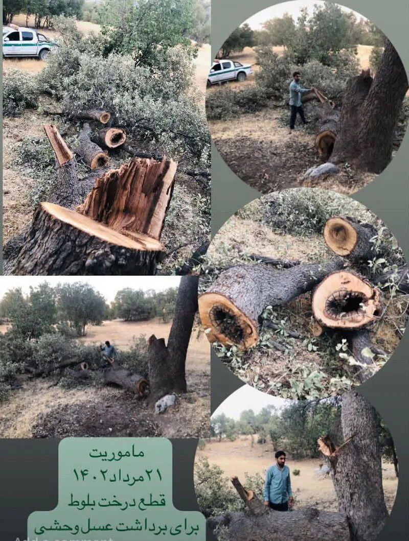 قطع درختان چند صد ساله در فارس