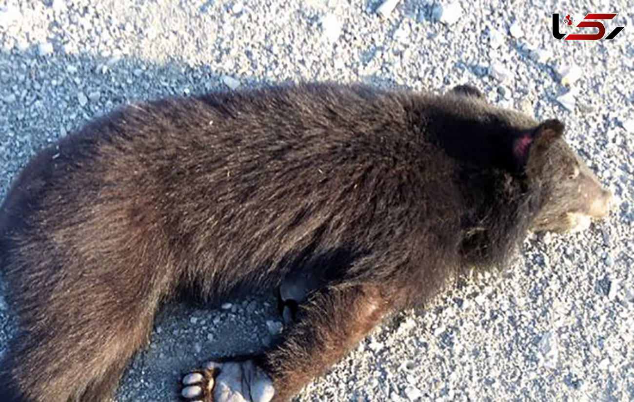 مرگ توله خرس سیاهرنگ در تصادف جاده‌ای