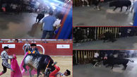 فیلم وحشتناک حمله مرگبار گاو خشمگین به نوجوان 15 ساله+تصاویر