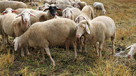 کلاهبرداری گوسفندی دومیلیاردی
