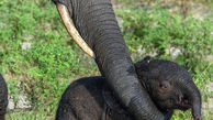 تنبیه فیل کوچولو بازیگوش توسط مادرش + تصاویر