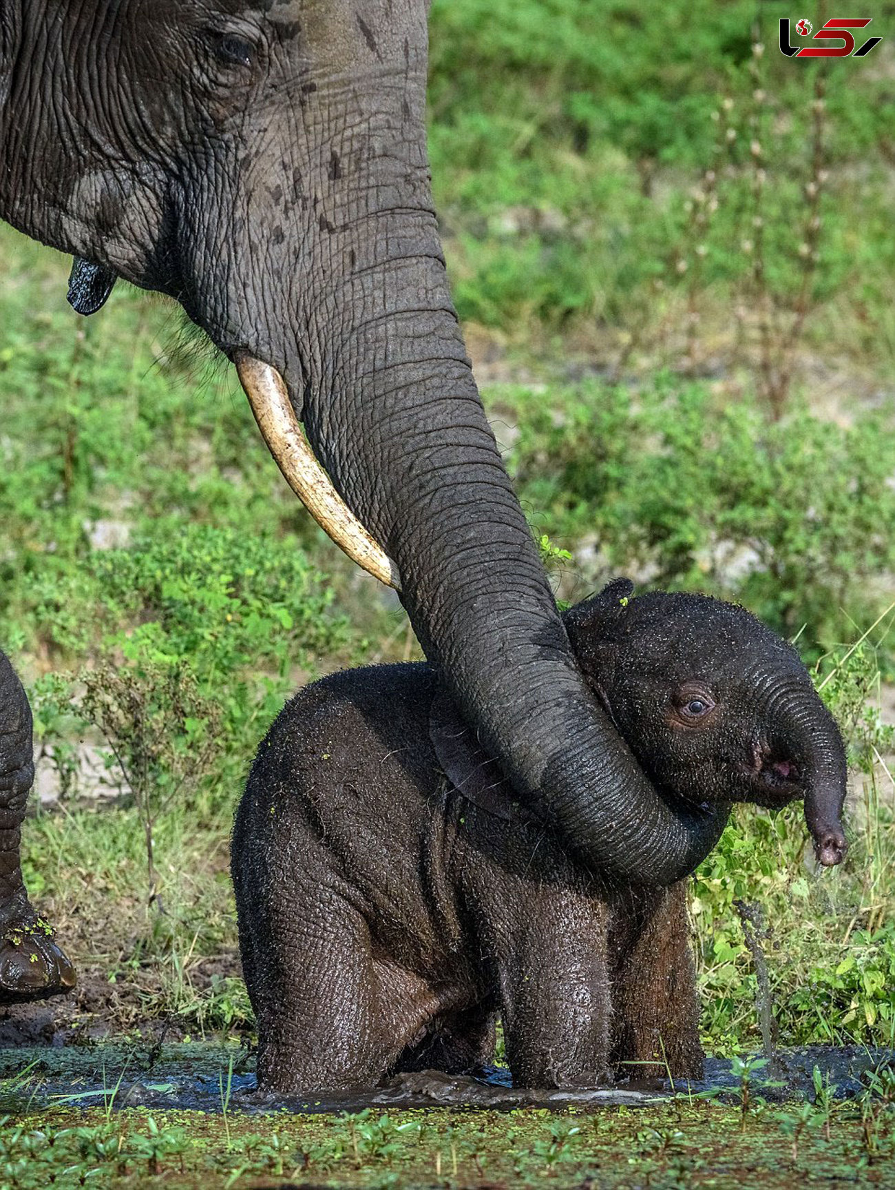 تنبیه فیل کوچولو بازیگوش توسط مادرش + تصاویر
