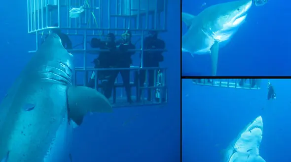 نمایش بزرگ‌ترین کوسه سفید جهان