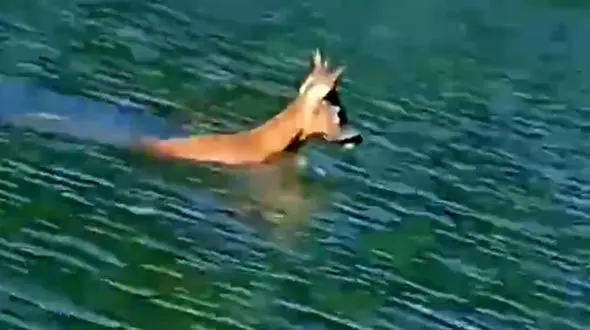 فیلم بی نظیر از زیباترین گوزن دنیا در گیلان / ببینید گوزن مینیاتوری را 