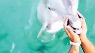 بازگرداندن تلفن همراه توسط دلفین