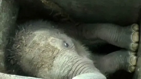 عملیات نجات بچه فیل بازیگوش در مقابل چشمان مادرش از داخل کانال آب+ فیلم و عکس