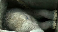 عملیات نجات بچه فیل بازیگوش در مقابل چشمان مادرش از داخل کانال آب+ فیلم و عکس