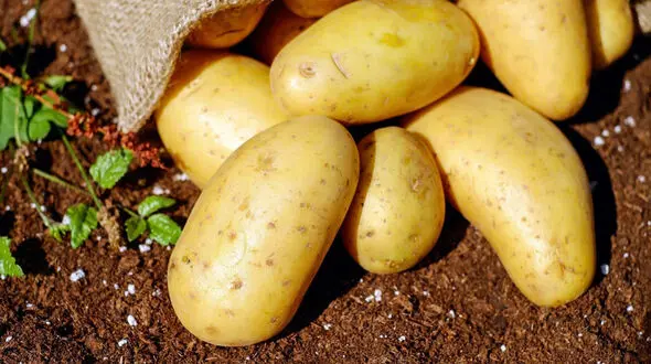 این خوراکی ها را بدون استرس چاقی بخورید
