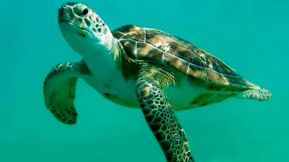 مرگ 3 نفر با خوردن گوشت لاکپشت / 32 نفر هم مسموم شدند