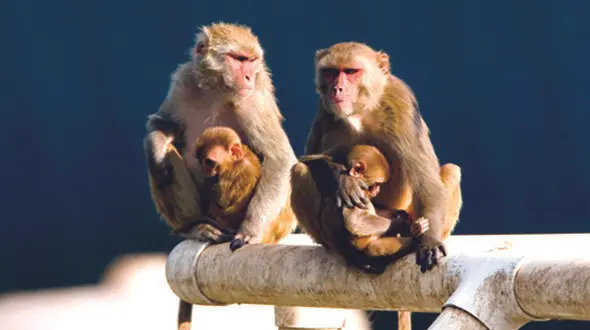 تلاش یک میمون برای نجات فرزندش از داخل چاه + فیلم