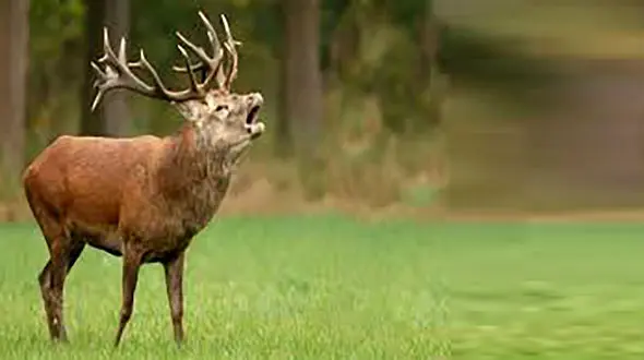 گران ترین جوراب جهان از پشم این حیوانات نادر + عکس