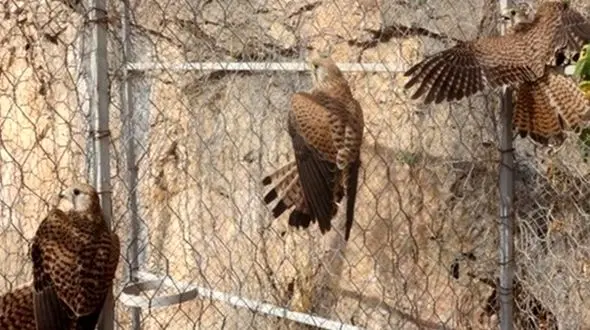 قاچاق 74 پرنده در باغ پرندگان مشهد