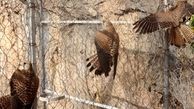 قاچاق 74 پرنده در باغ پرندگان مشهد