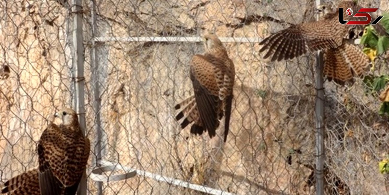 قاچاق 74 پرنده در باغ پرندگان مشهد