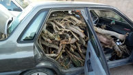 عکس باورنکردنی / جاسازی 800 کیلو چوب قاچاق در یک پراید