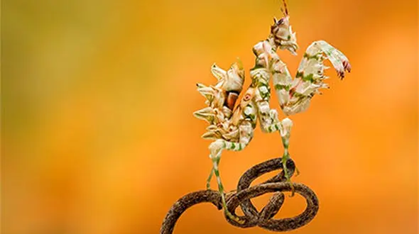 مانتیس تیغ‌تیغی