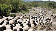 ربایندگان 200 گوسفند دستگیر شدند