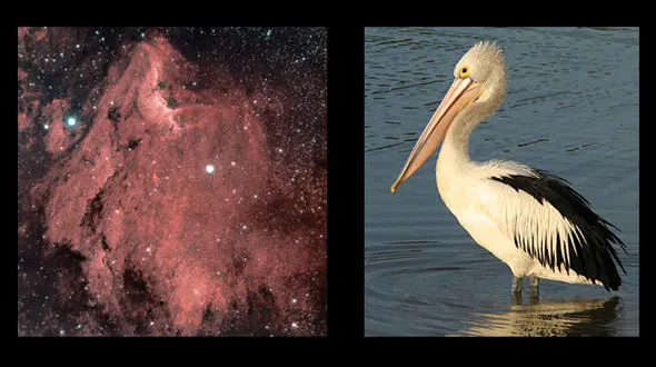 سحابی مرغ سقا یا پلیکان کهکشانی