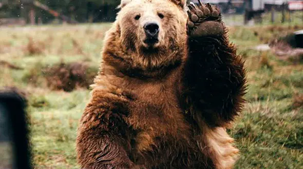 عکاسی که خرس مهربان بدرقه‌اش کرد+عکس