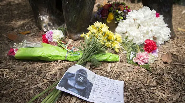 حمایت های دادستان و مردم از گوریل قربانی / خانواده بچه در قفس مقصر شناخته شدند + عکس