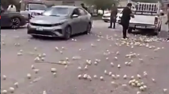 فیلم / کل جاده پر از جوجه شد / ترافیک بخاطر جوجه های شیطون وسط جاده