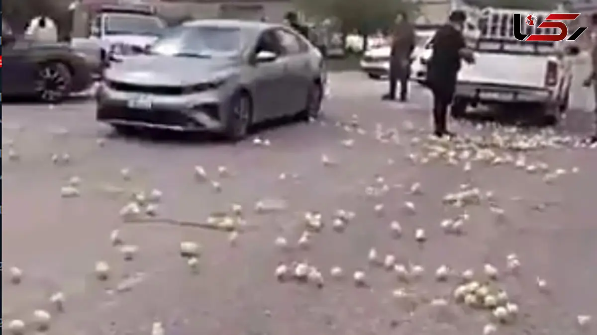 فیلم / کل جاده پر از جوجه شد / ترافیک بخاطر جوجه های شیطون وسط جاده