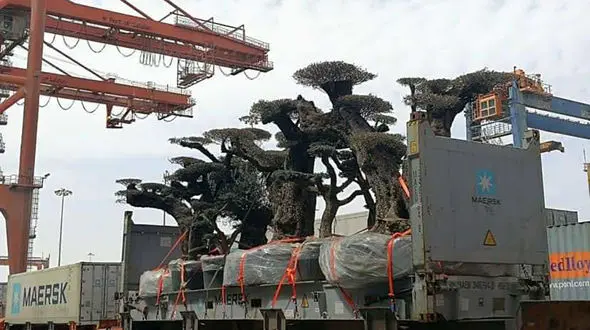 غارت درختان نادر توسط اماراتی ها + عکس