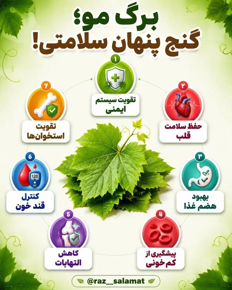 خواص برگ مو