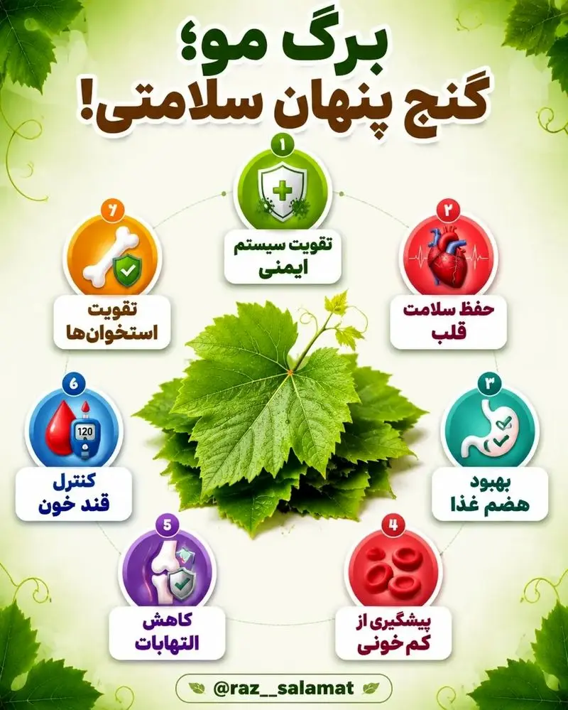 خواص برگ مو