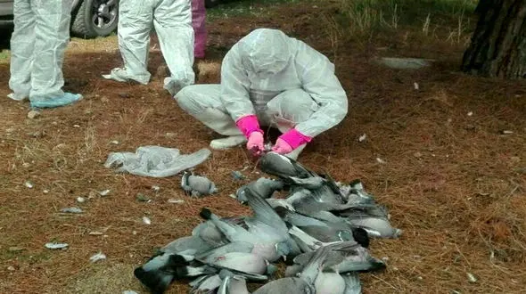 ویروس مرگبار به جان پرندگان وحشی جاسک افتاد