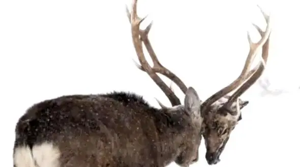 زندگی اجباری یک گوزن با سر قطع شده گوزنی دیگر! + فیلم