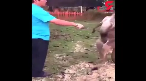 مبارزه دیدنی کانگرو با فرد جوان + فیلم