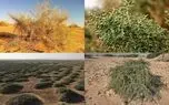  فهرست گیاهانی که باید برای مقابله با ریزگردها در بیابان های ایران کاشت / مسئولان سازمان منابع طبیعی بخوانند 