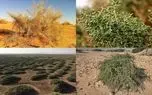  فهرست گیاهانی که باید برای مقابله با ریزگردها در بیابان های ایران کاشت / مسئولان سازمان منابع طبیعی بخوانند 