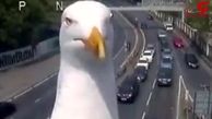 فیلم دیدنی از زل زدن مرغ دریایی به دوربین ترافیک