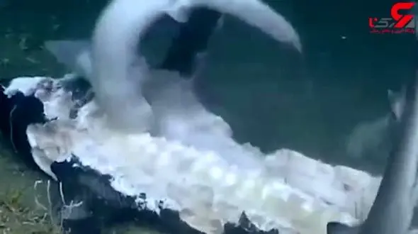 شکار کوسه توسط اره ماهی+فیلم