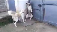 فیلم/ رفتار مادرانه ماده سگ برای محفاظت از توله هایش در برابر سگ مزاحم 