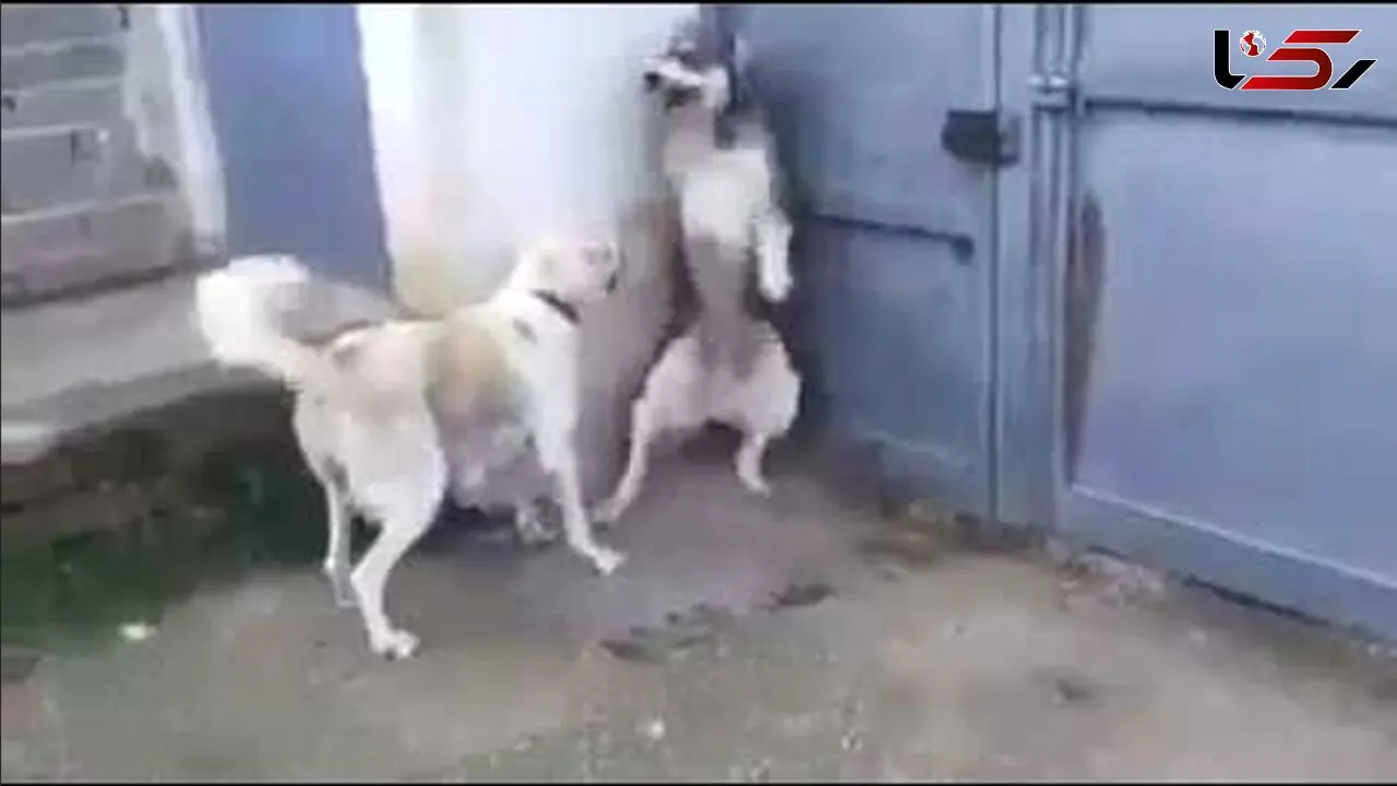 فیلم/ رفتار مادرانه ماده سگ برای محفاظت از توله هایش در برابر سگ مزاحم 